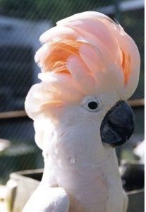 Peach Cockatoo