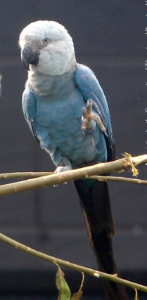 Spix’s Macaw Pictures