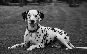 Dalmatian dog price