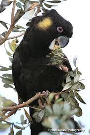 Carnaby’s Black Cockatoos