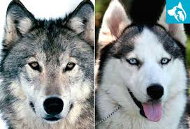 Dogs that look like wolves