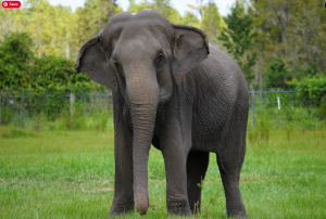 Retired Circus Elephants