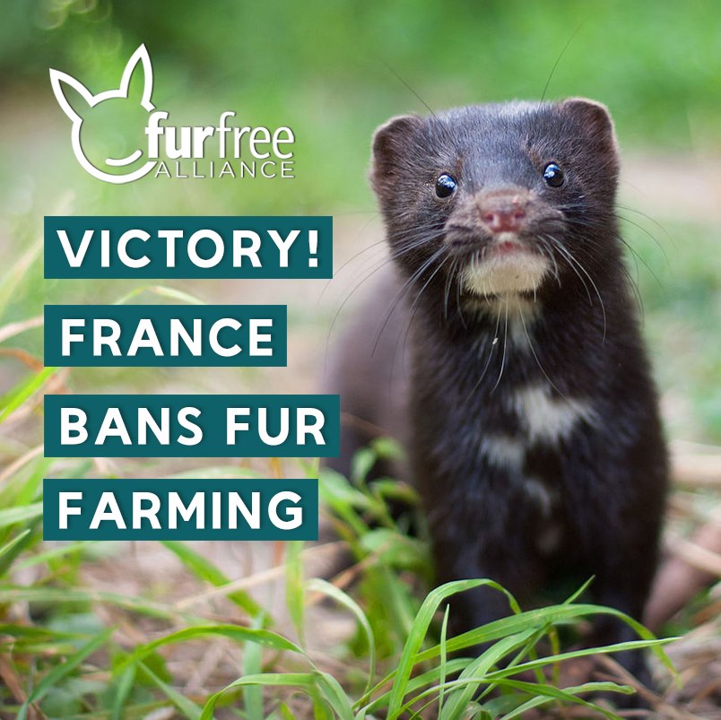 Horrific Fur Farming