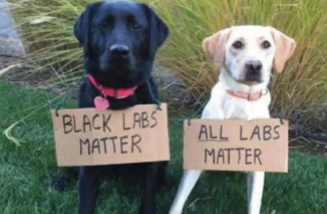 black labs matter
