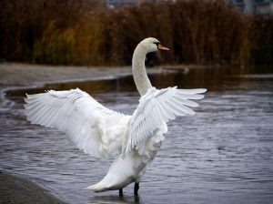 swan cob
