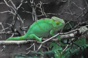 chameleon at petco