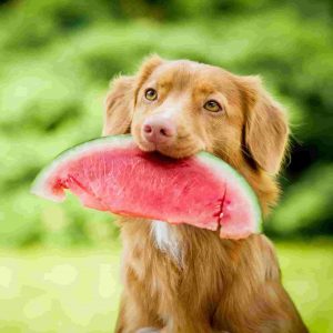 can dog eat watermelon
