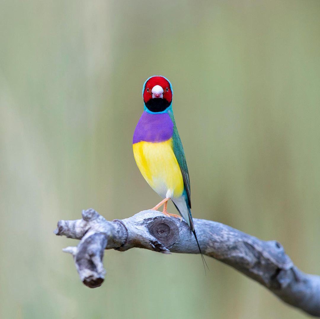 Gouldian-Finches | Petco Near Me