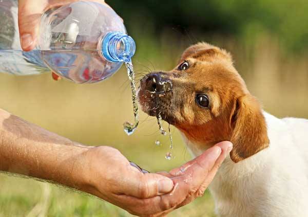How much Water Should a Dog Drink in a Day