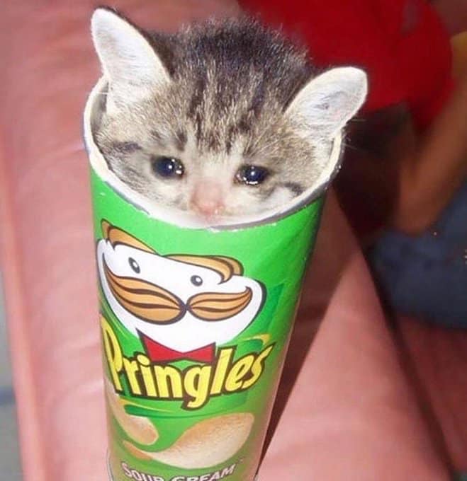 cat crying meme photo