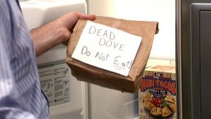 dead dove do not eat