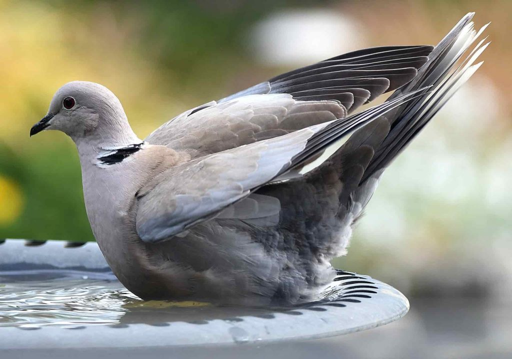 beautiful dove