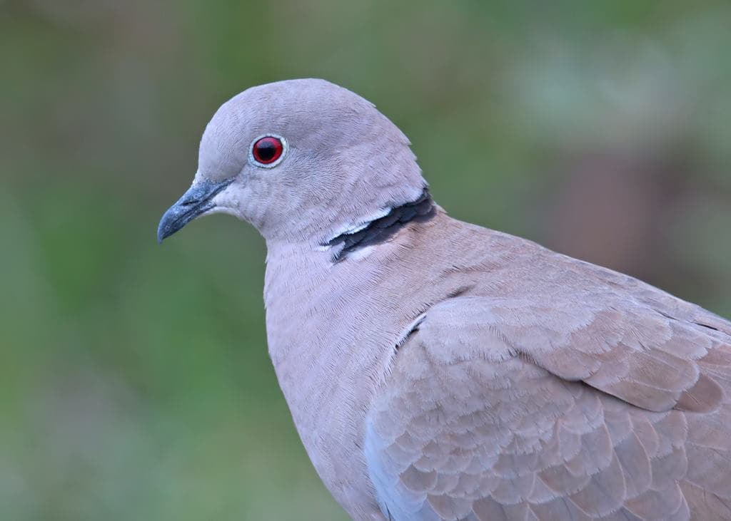 Eurasian Collard dove