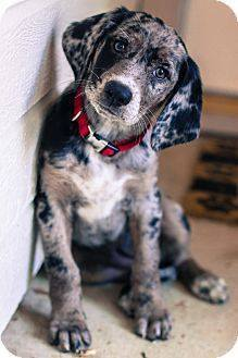 blue tick beagle hound