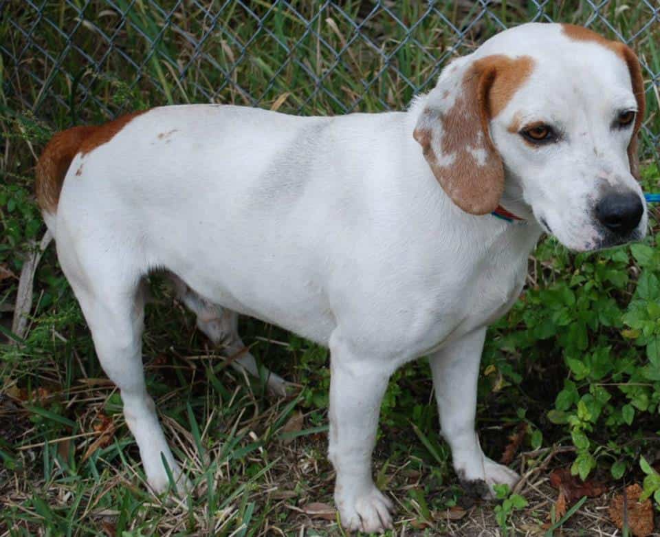 tan and white beagle