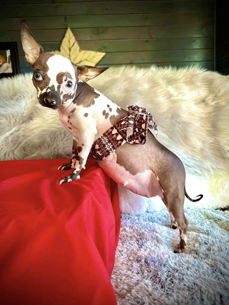hairless chihuahua for sale near me