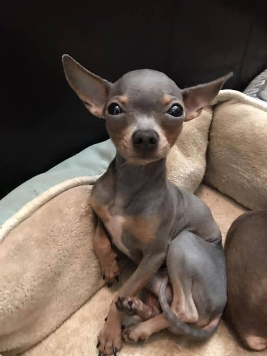 hairless chihuahua pictures