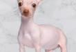 Chihuahua hairless