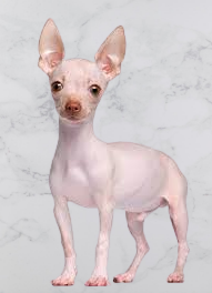 Chihuahua hairless