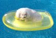 canine rowing pool