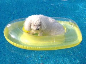 canine rowing pool