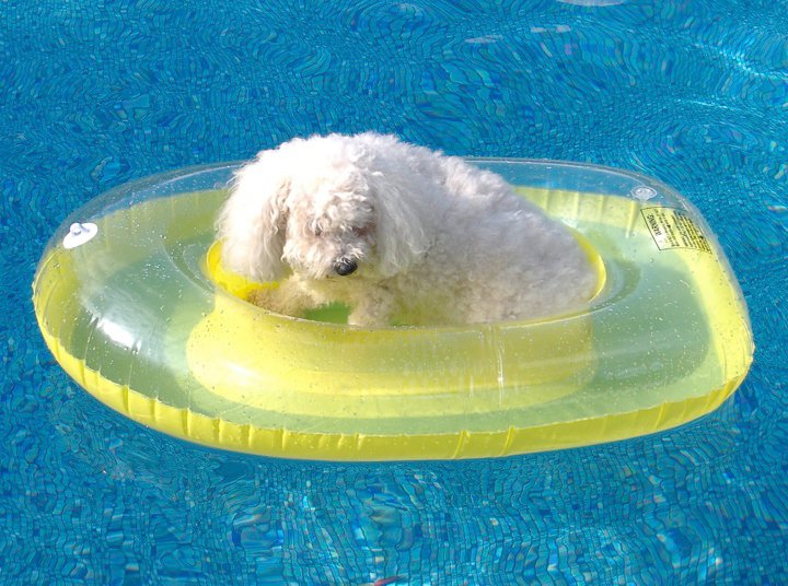 best canine rowing pool