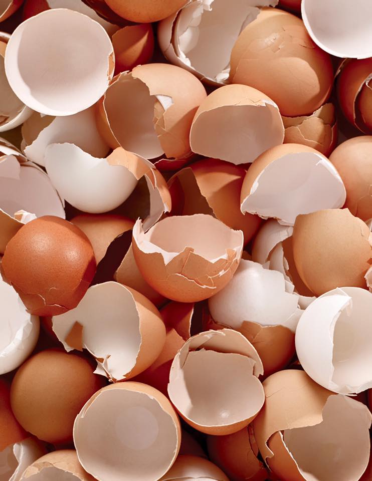 egg shell for birds