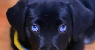 black lab terrier mix?