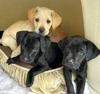 black lab terrier mix puppy