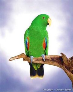 exotic parrot