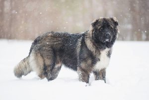 russian bear dog