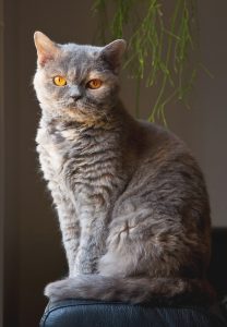 fluffy smalest Selkirk Rex cat in the world