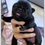 What to feed a 5 week old puppy without mom