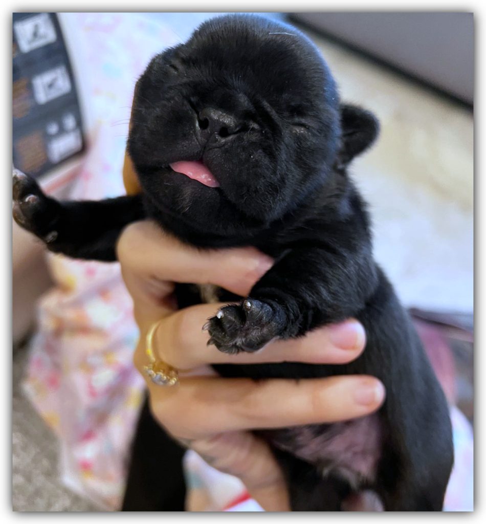 What to feed a 5 week old puppy without mom 