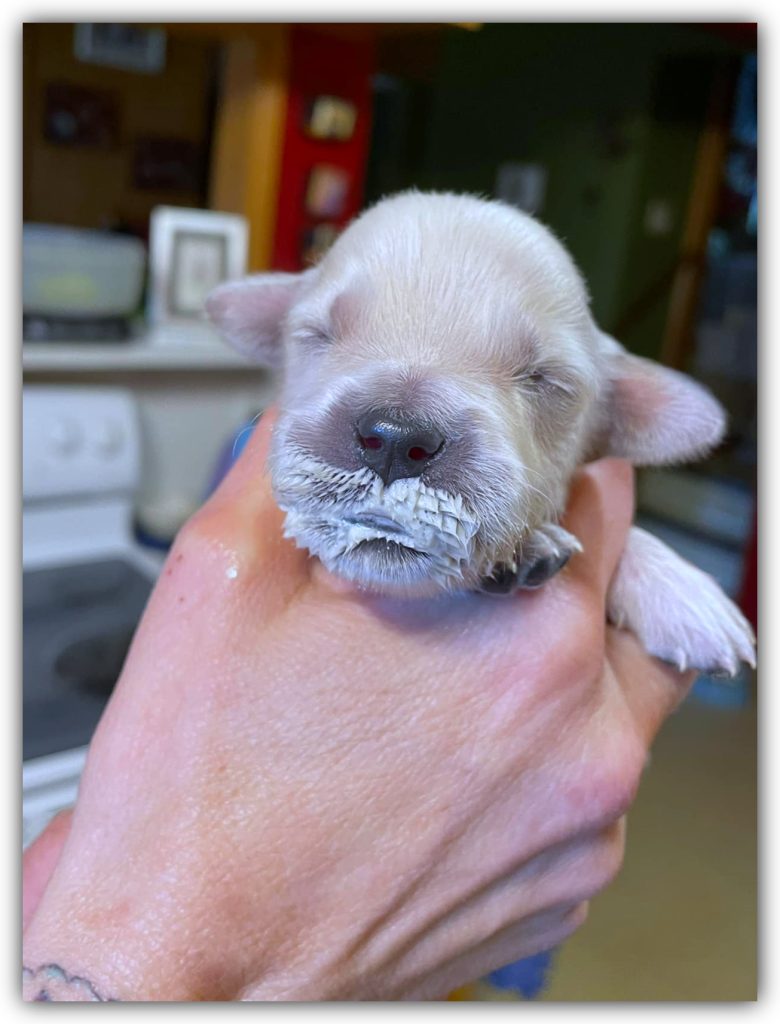 What to feed a 5 week old puppy without mom 