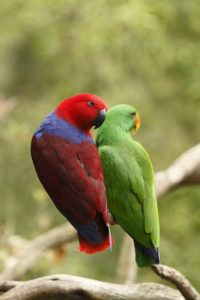 Male and female eclectus parrots