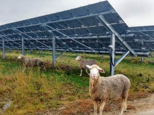 Solar for Sheep farms