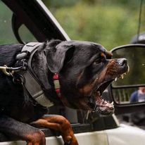 Top 20 most dangerous dog breeds in the world