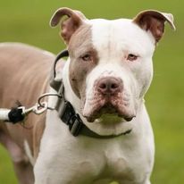 The XL bully dog ban will take effect on January 1st.