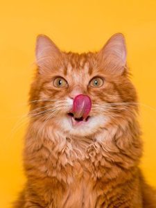 Top Patterns to Watch in Feline Food and Treats 2024