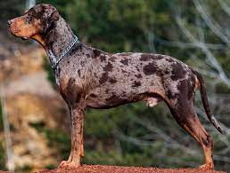 Catahoula Panther Canine Costs in 2024: Buy Cost, Vet Bills, from there, the sky is the limit!